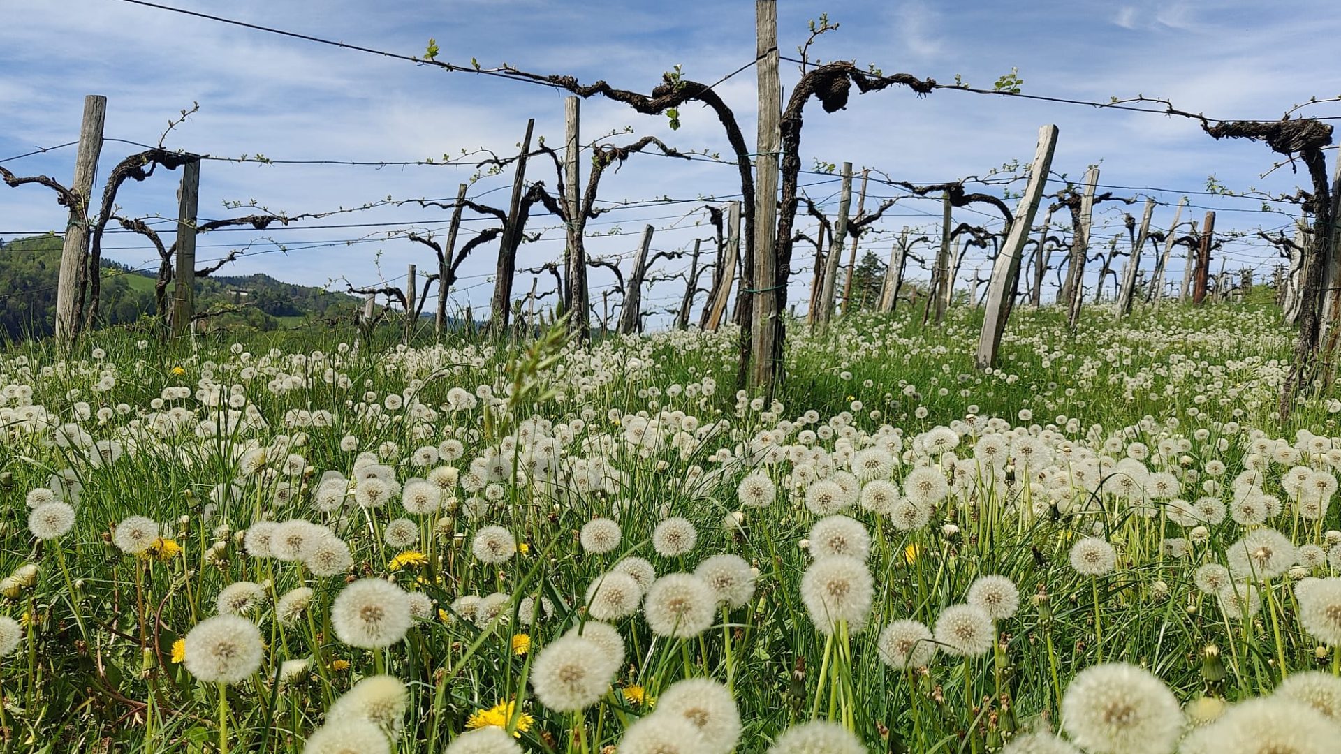 © Elisabeth Walt / Frühling_Weingarten